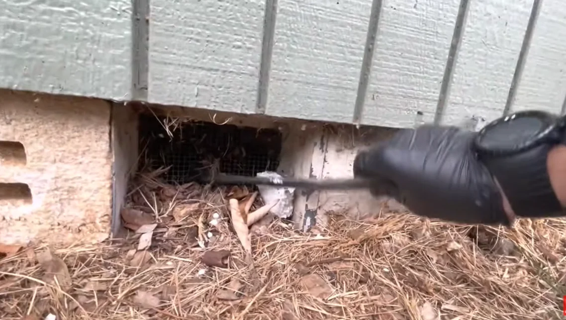 Rodent Control FAQ 
